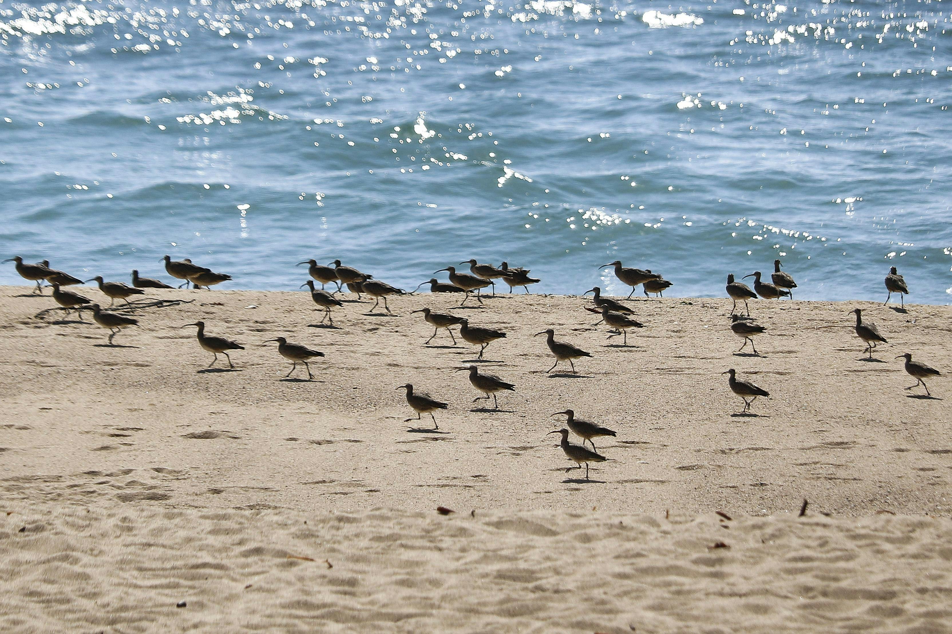 Del pilpilén al zarapito: Descubre el mundo de las aves costeras en El Canto de los Aires