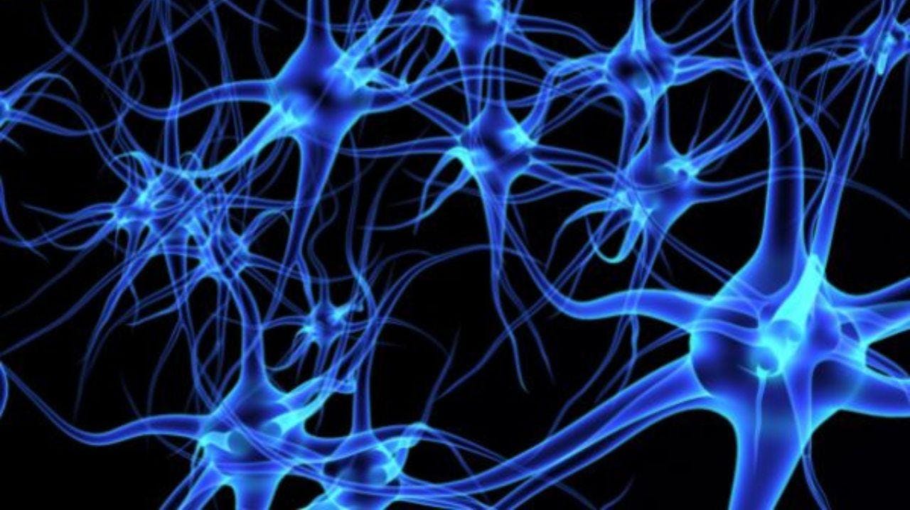 Neurobióloga e investigadora UNAB: “La pérdida de las conexiones neuronales es la base de la mayoría de las enfermedades neurodegenerativas”