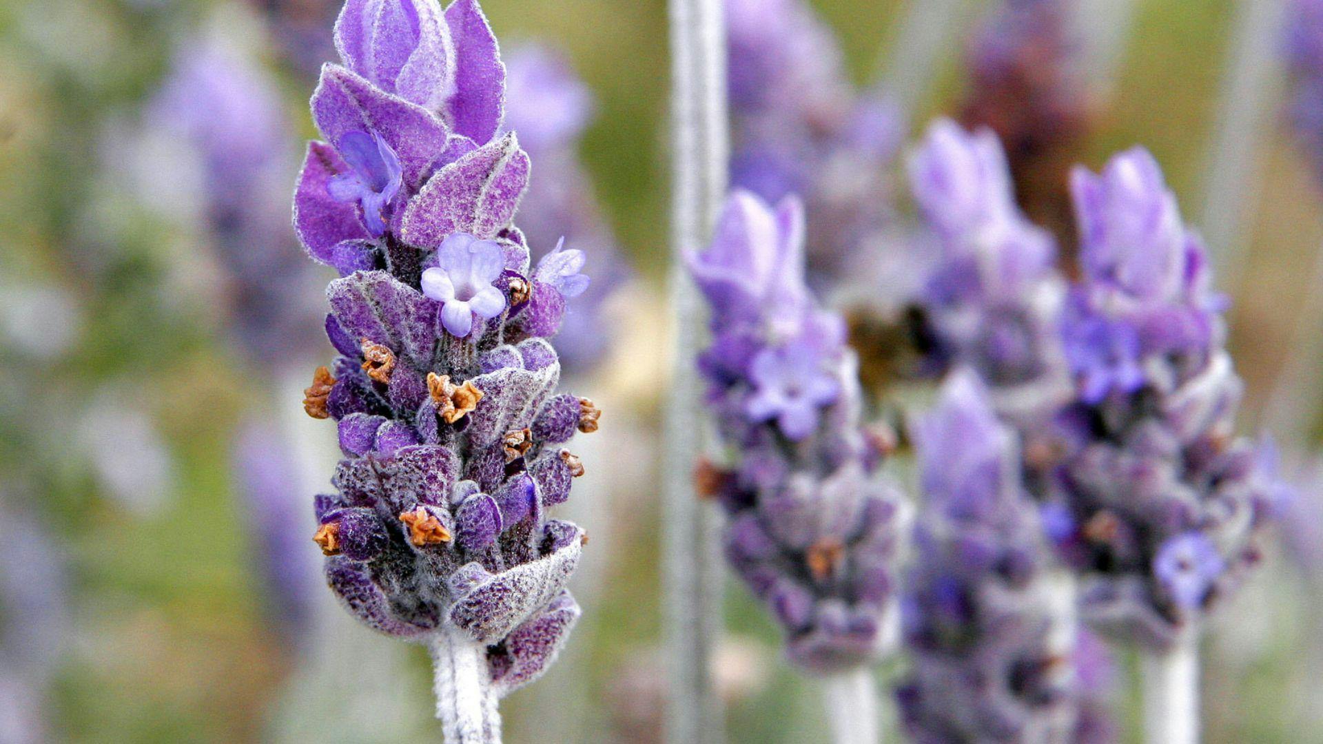 La lavanda: sus usos beneficiosos en alimentos y bebidas