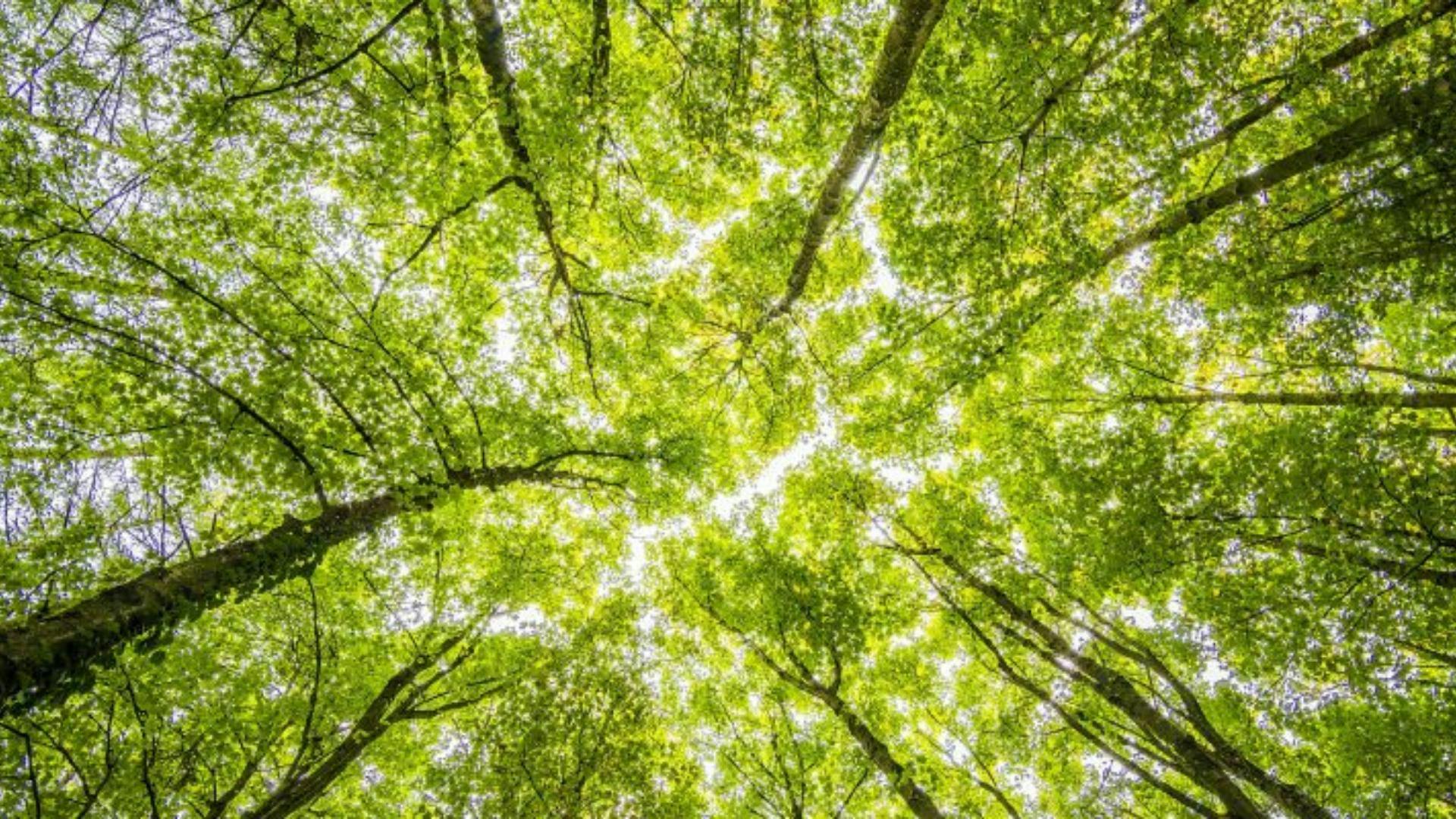 Mauricio Fabry y plan de arbolado de la RM: “Va a dejar 30 mil árboles y combatir el cambio climático”