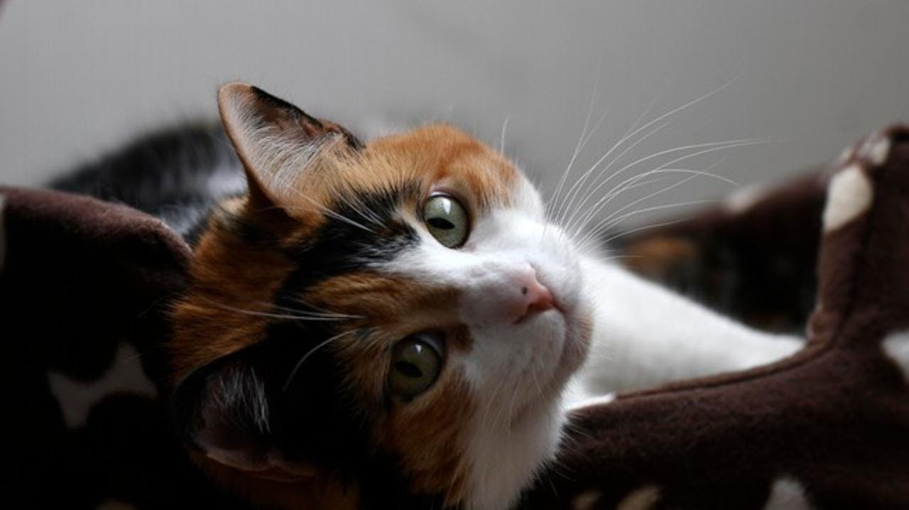 Dra. Thomson por hongo en gatos que puede afectar a humanos: “Podrían haber, es algo poco frecuente, afecciones de tipo oculares o respiratorias, que es lo que describe la literatura