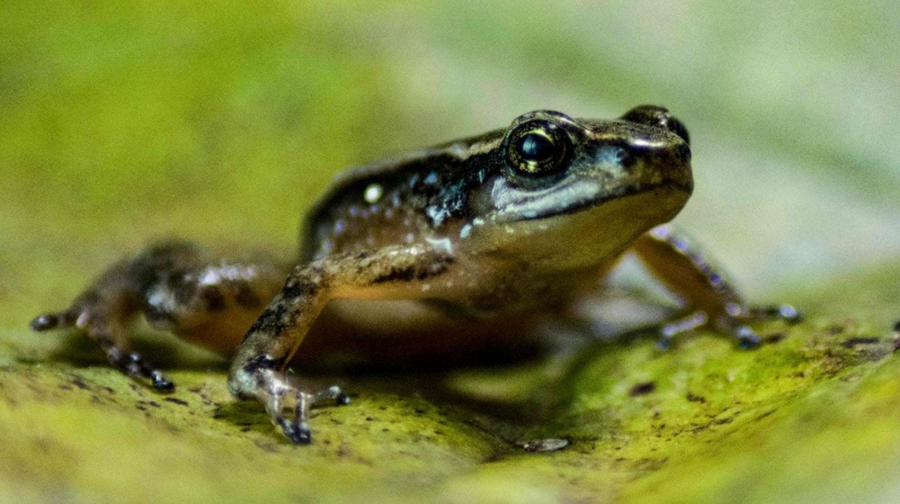 Dr. Azat por efectos del cambio climático: Los anfibios se han transformado en un símbolo de lo que es la crisis de pérdida de biodiversidad