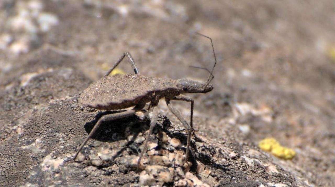 Académica U. de Chile por enfermedad de Chagas: Es una de las enfermedades infecciosas más desatendidas de América”