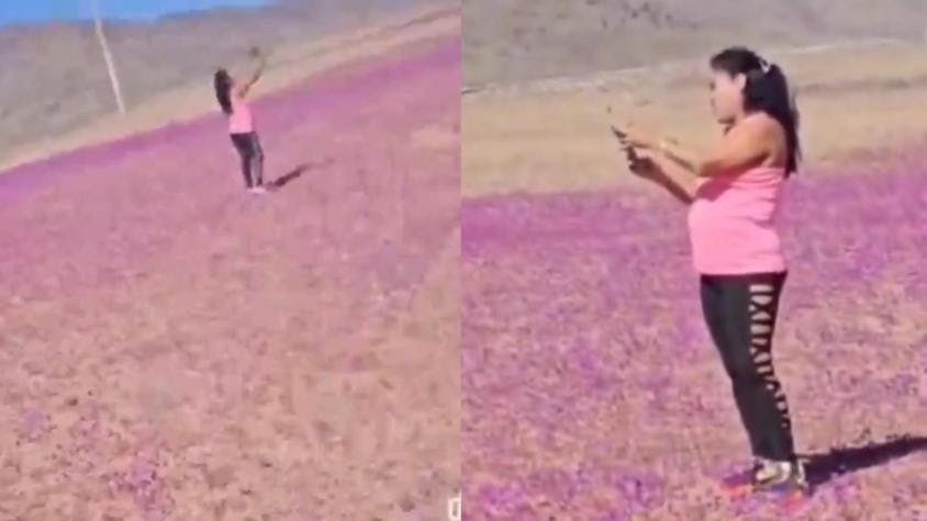 Directora de Conaf en Atacama y viral de mujer pisando flores en la zona: Es pisar el sustrato. Y le estamos impidiendo a la semilla crecer