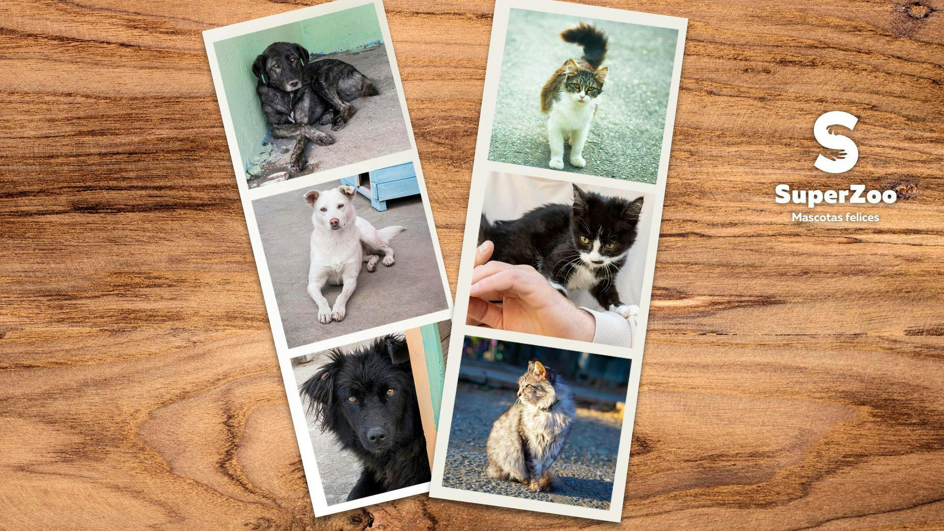 ¡Cuidado! Adoptar una mascota tiene efectos secundarios…¡y podrían cambiarte la vida!