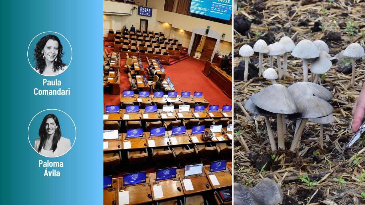 Las promesas parlamentarias populistas y las propiedades de los hongos mágicos