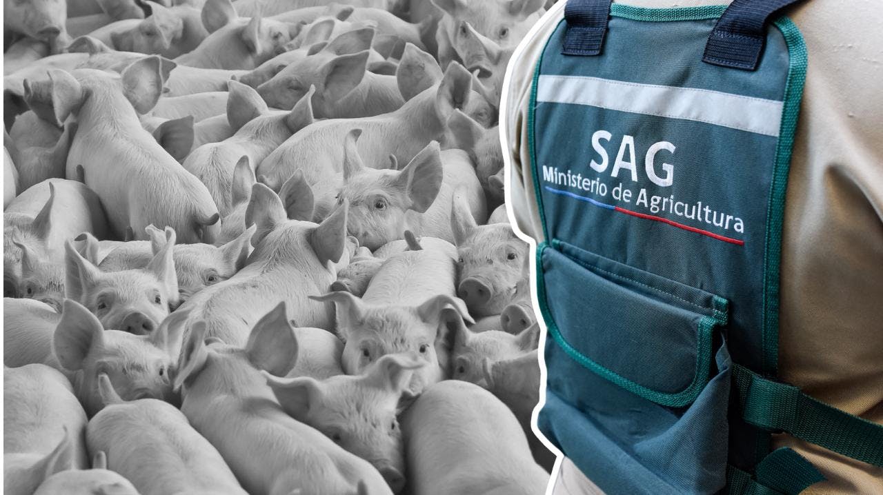 Por brote de peste porcina africana: SAG suspende importaciones de productos de cerdo desde España