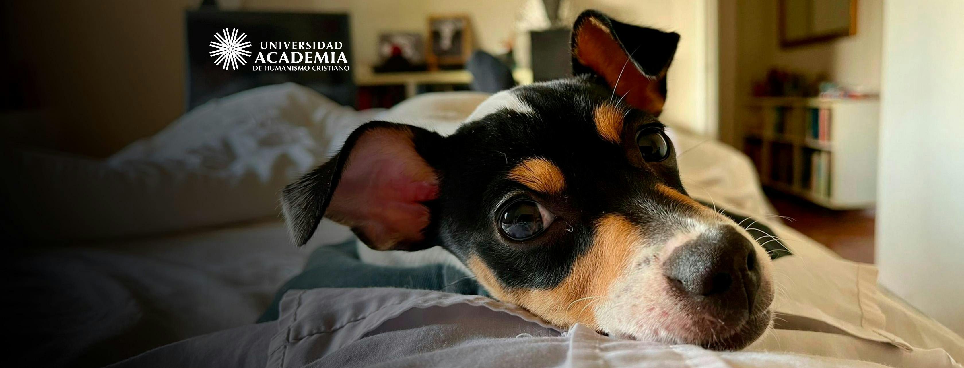 Patitas Seguras: juntos cuidamos a quienes no pueden pedir ayuda