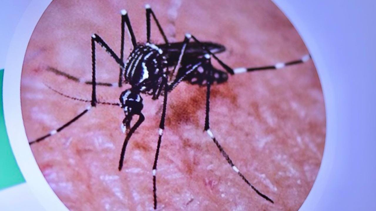 Microbióloga por hallazgo de mosquito que transmite el dengue: “Habla de que aquí hay una vigilancia permanente, robusta”