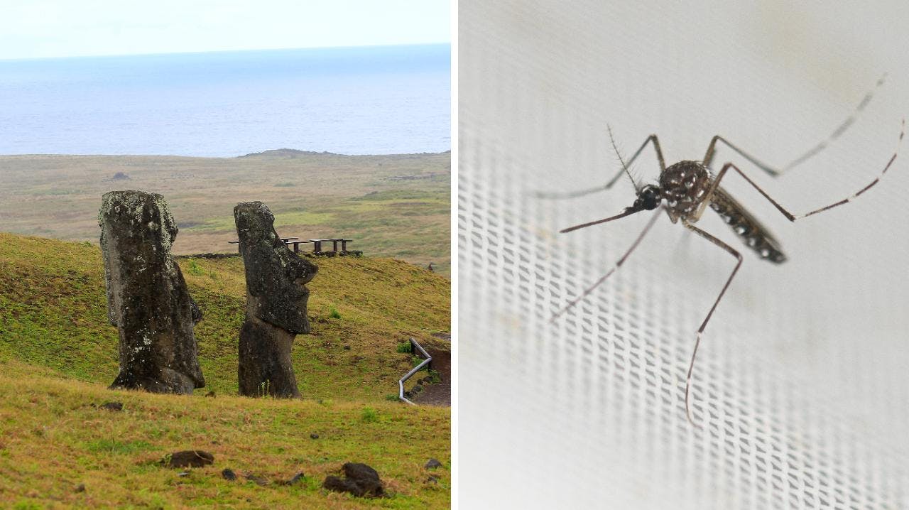 Departamento de Zoonosis del Minsal por brote de dengue en Rapa Nui: "El vector está instalado de forma permanente y en altas cantidades en toda la isla"
