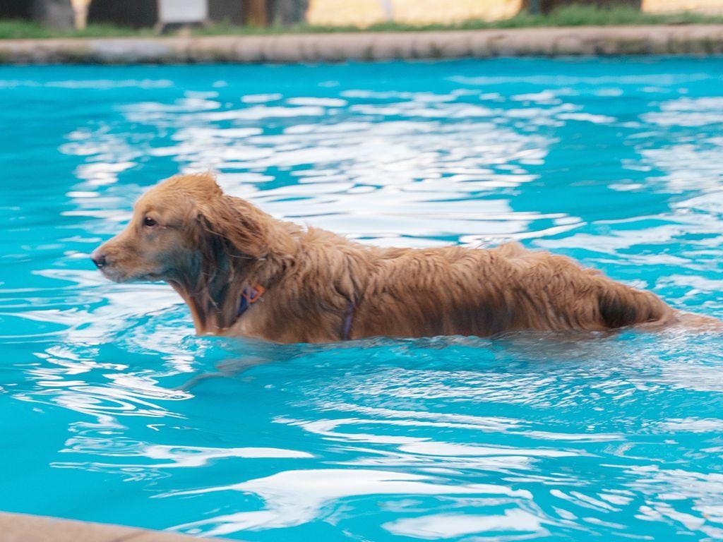 Avísale a tu perro: Vuelve GuauFest, el primer parque de diversiones 100% pensado para ellos