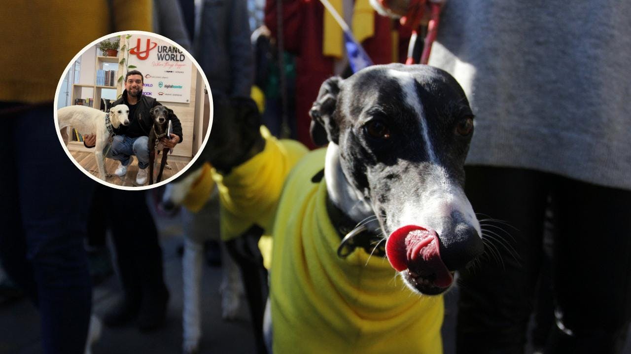 Activista por los derechos de los animales tras aprobación a proyecto que prohíbe carreras de galgos: "Los políticos entendieron que no deben continuar"