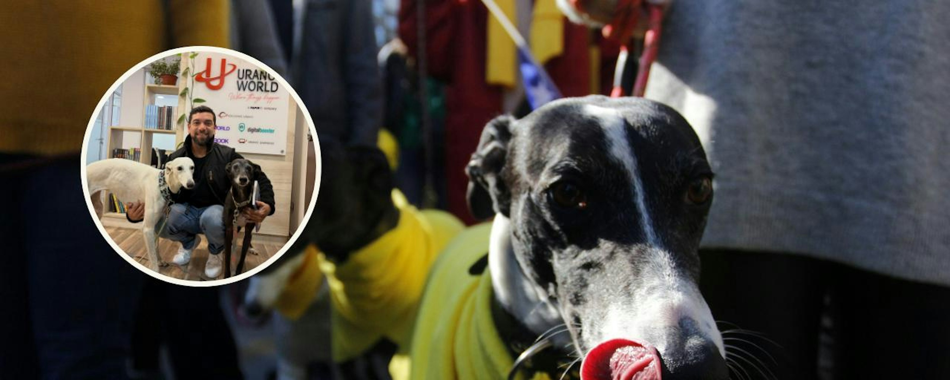Activista por los derechos de los animales tras aprobación a proyecto que prohíbe carreras de galgos: "Los políticos entendieron que no deben continuar"