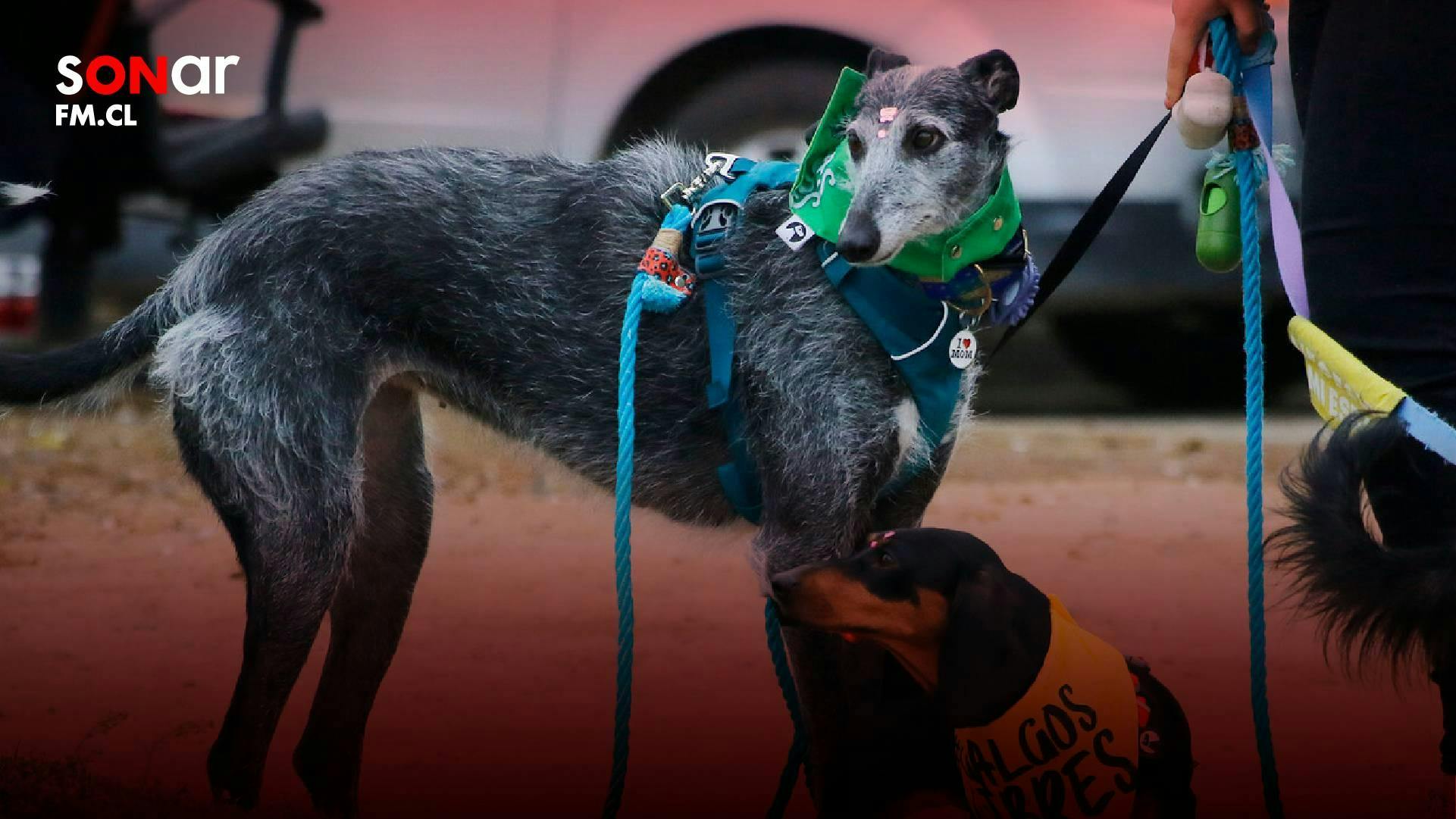 Daniel Pacheco aborda avance del proyecto que busca prohibir las carreras de galgos