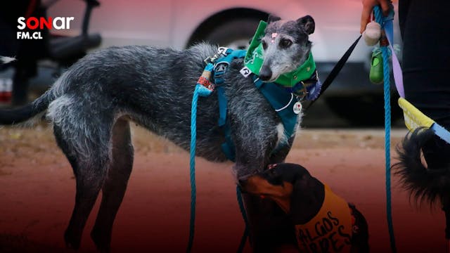 Daniel Pacheco aborda avance del proyecto que busca prohibir las carreras de galgos