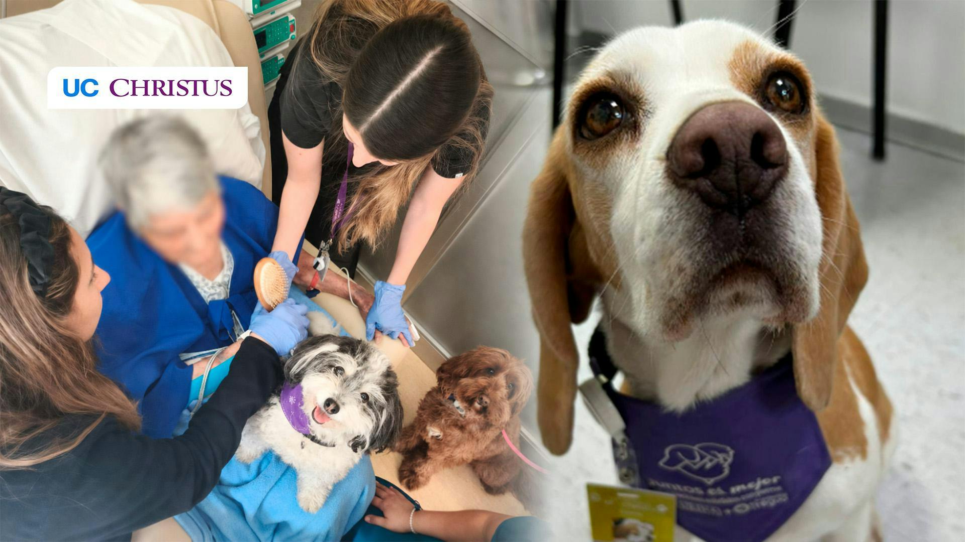 Cuando llega un perro, cambia el ambiente: el rol de los perros en la atención de salud en UC CHRISTUS