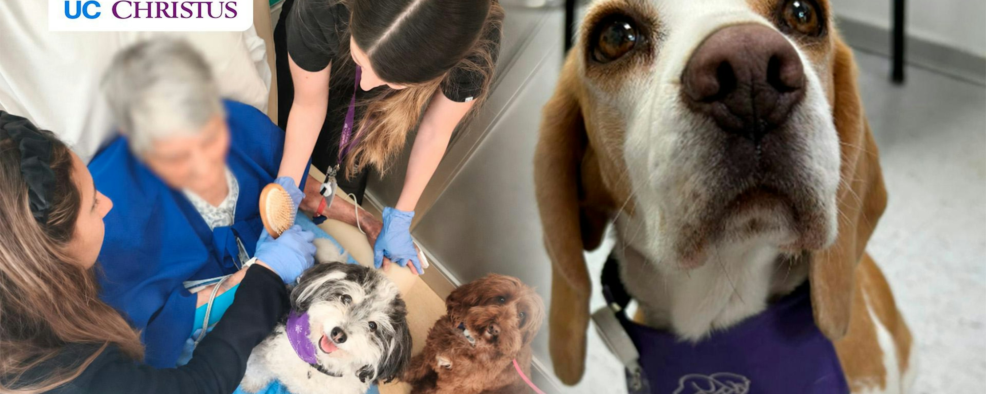 Cuando llega un perro, cambia el ambiente: el rol de los perros en la atención de salud en UC CHRISTUS