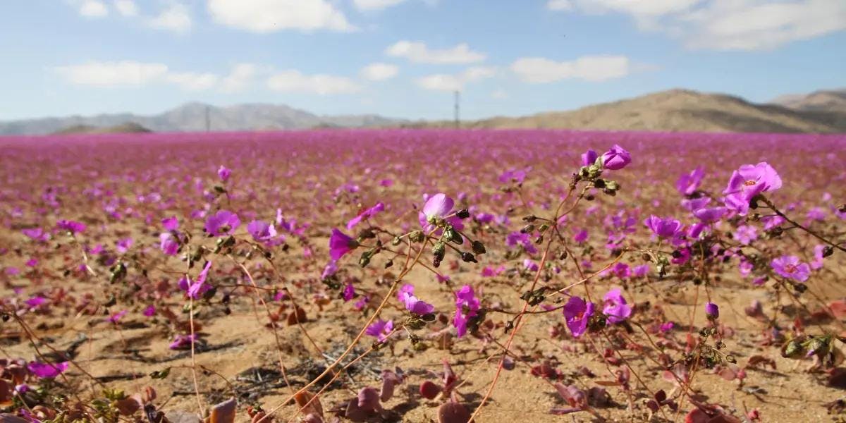 Ariel Orellana sobre la planta Pata de Guanaco del Desierto de Atacama: "Cómo una planta puede ser tan exitosa en términos de ser tan abundante en un entorno tan agreste"