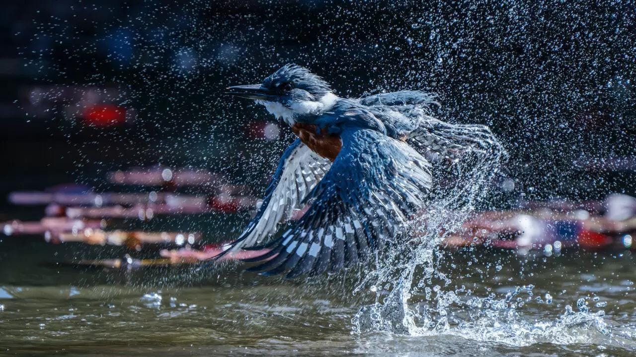 Javiera Ferreyra sobre Audubon Chile: “Utilizamos a las aves como bioindicadoras del estado de la naturaleza"