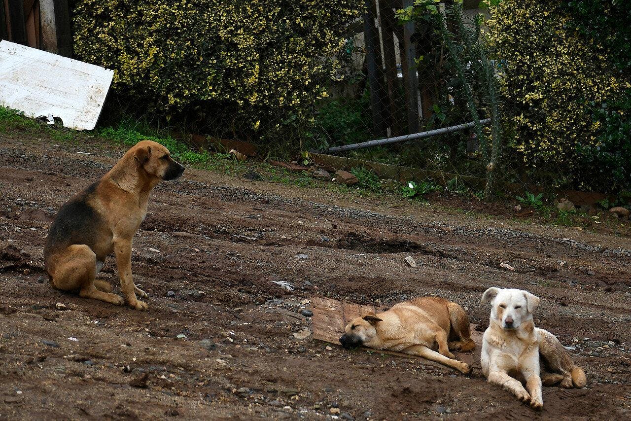 El drama de miles de canes en Corea del Sur tras la prohibición del consumo de carne de perros