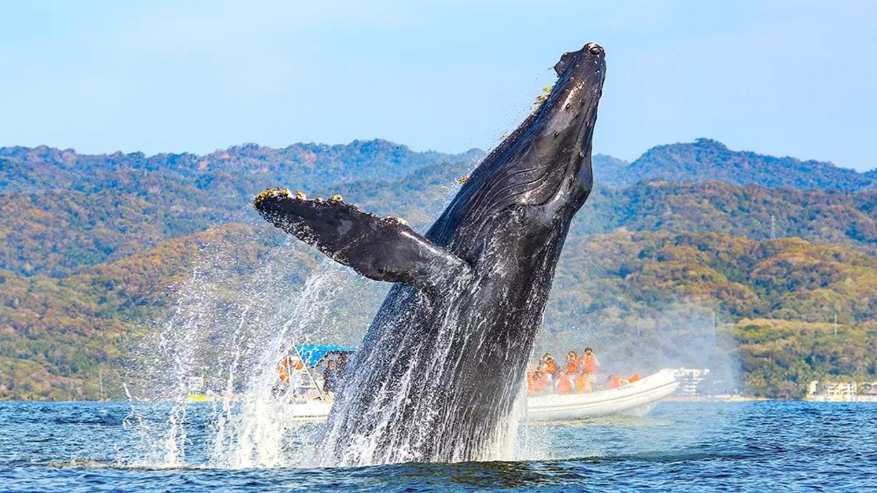 ¿Las ballenas están intentando comunicarse con las personas?