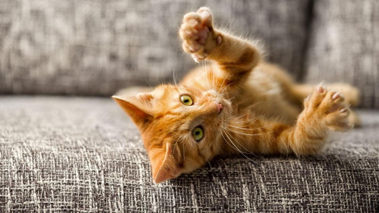¿Los gatos naranjos realmente tienen peor comportamiento que los demás?