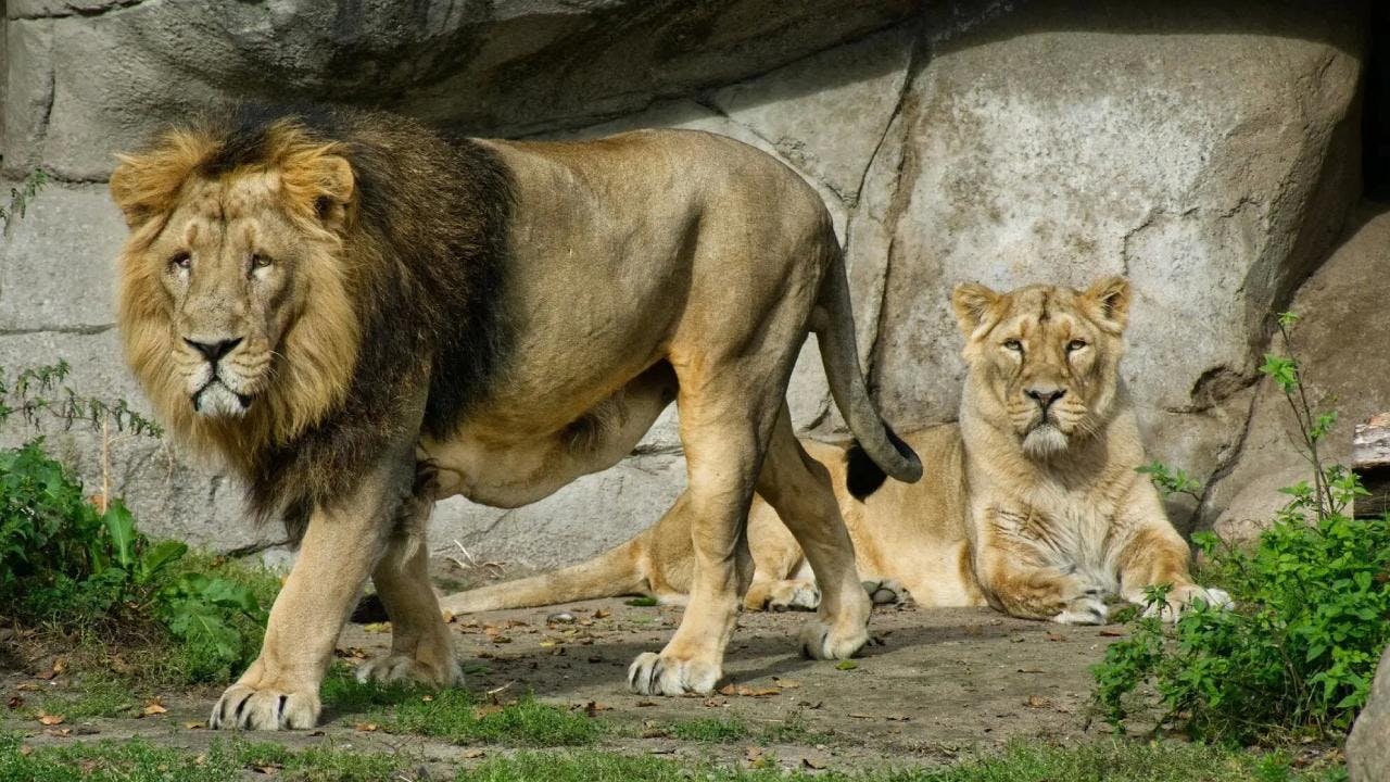 Zoológico en Dinamarca pide mascotas moribundas para alimentar a sus depredadores