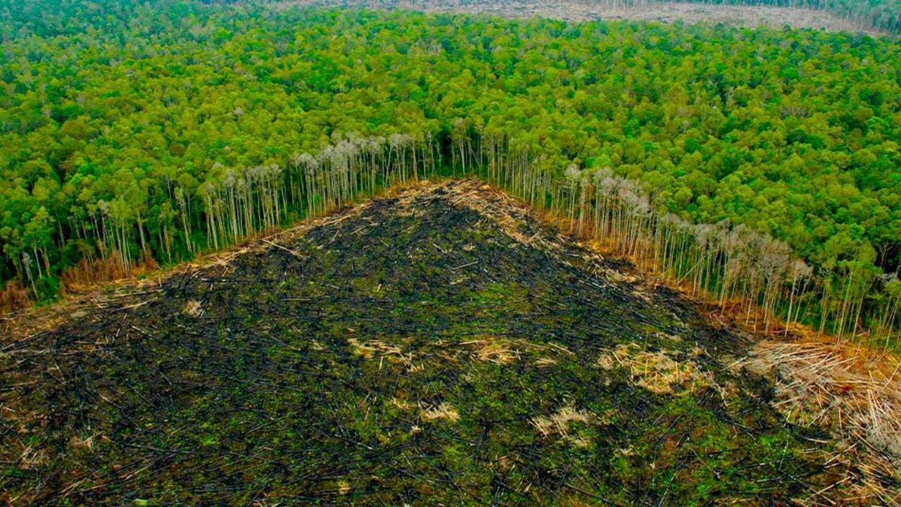 Estudio reveló impacto a causa de la deforestación masiva: Más de 500.000 personas han muerto en los últimos 20 años a causa de este fenómeno