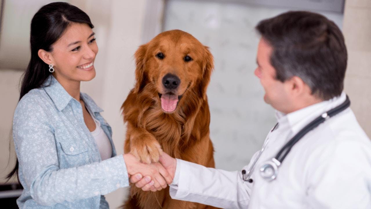 El fenómeno de seguros médicos para mascotas que ha ido en aumento en Chile