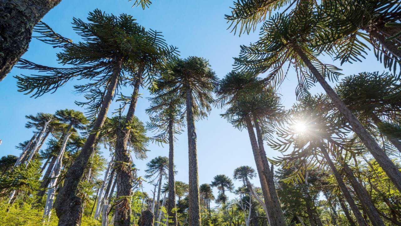 Volver al bosque para bajar el estrés