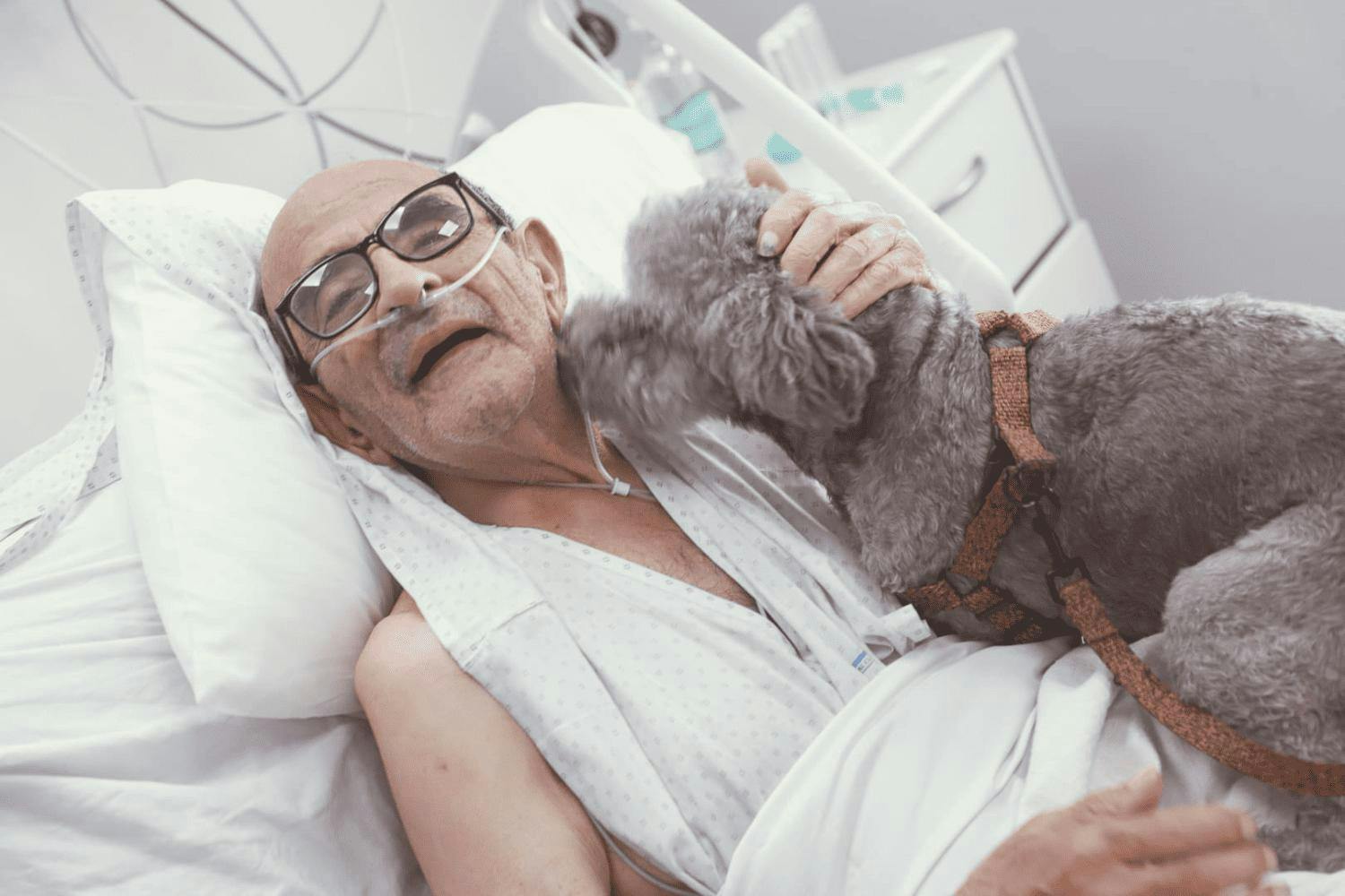 Cuidado humanizado: Las visitas de mascotas que alegran a pacientes críticos en el hospital clínico de la U. de Chile