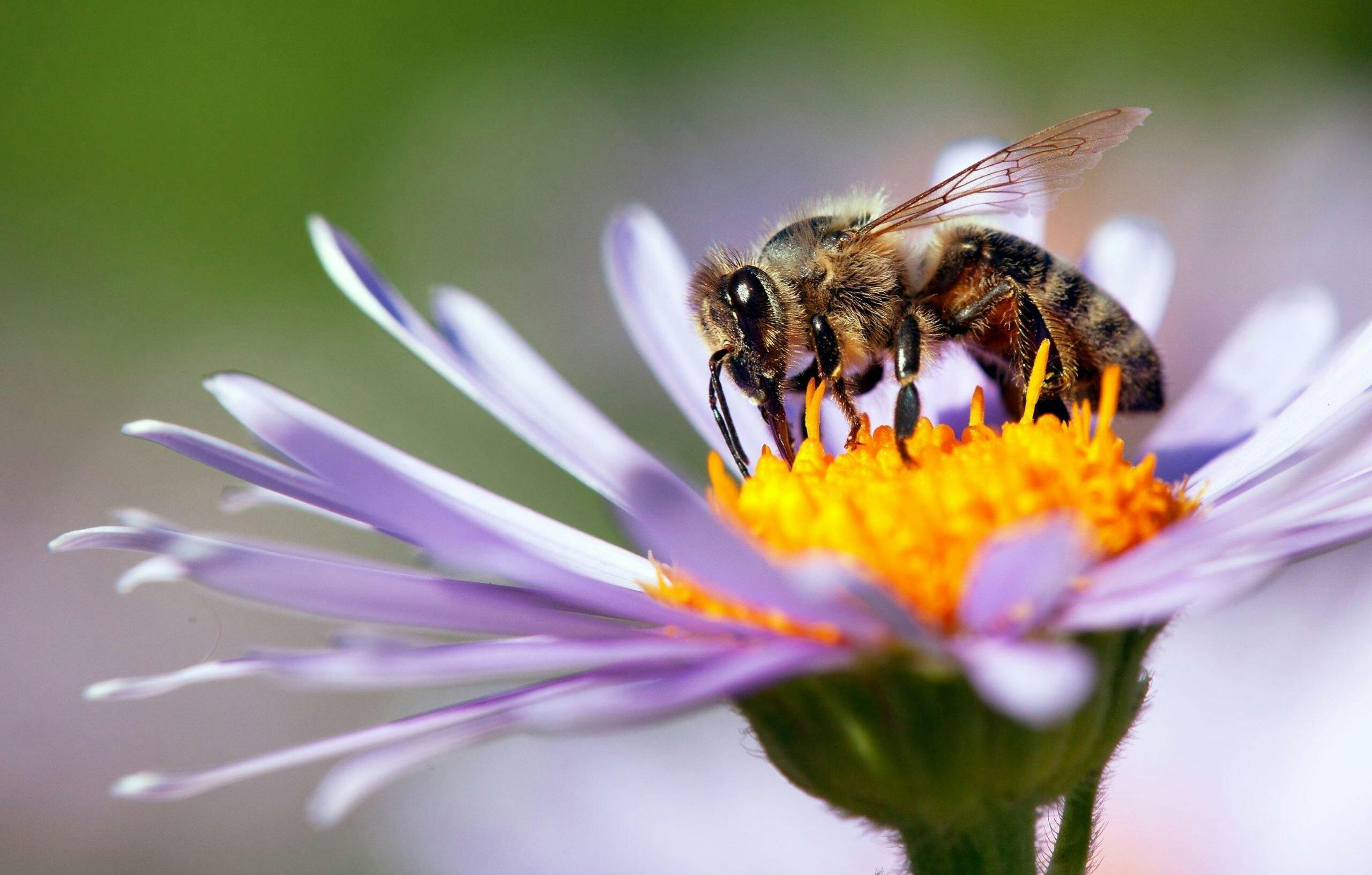 Día mundial de las abejas: ¿Por qué son tan importantes?