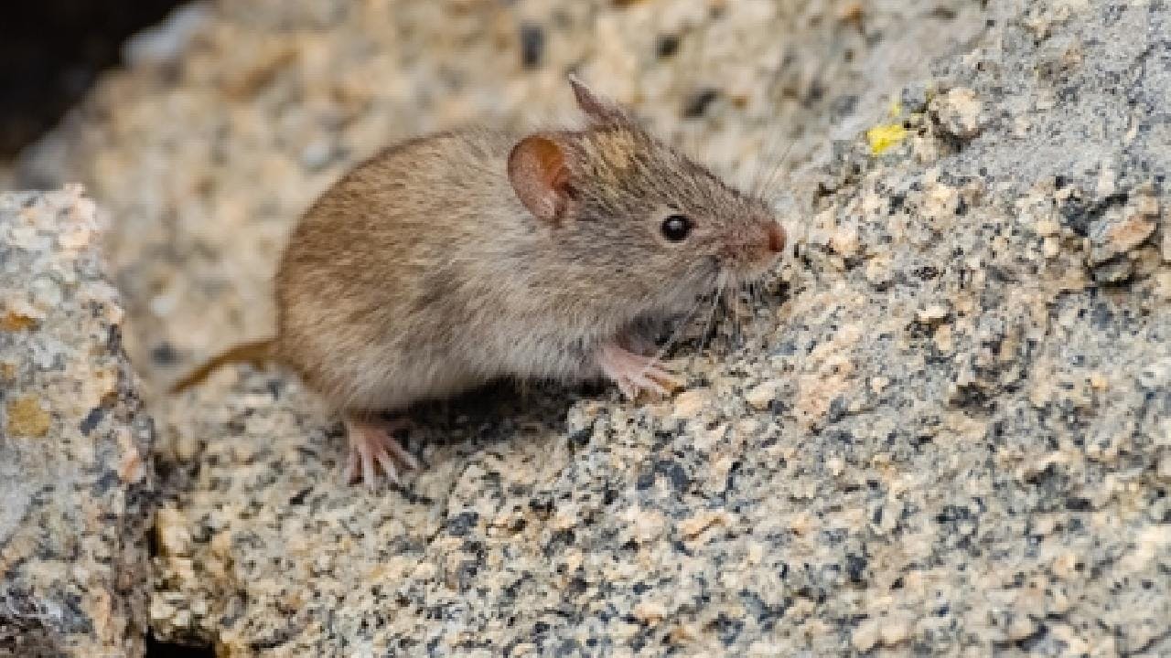 Registran al esquivo ratón topo valdiviano en humedal de Chiloé
