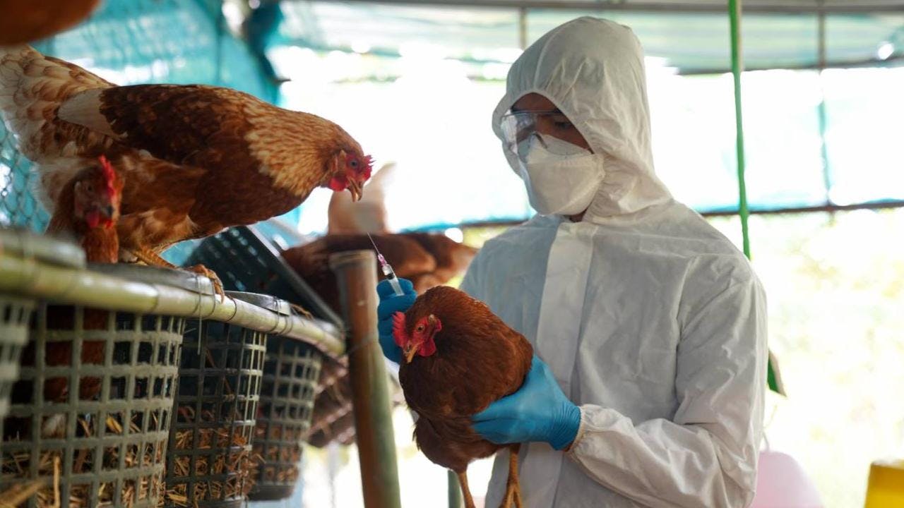 Gripe aviar en Chile: Expertos advierten de una pandemia en animales de producción
