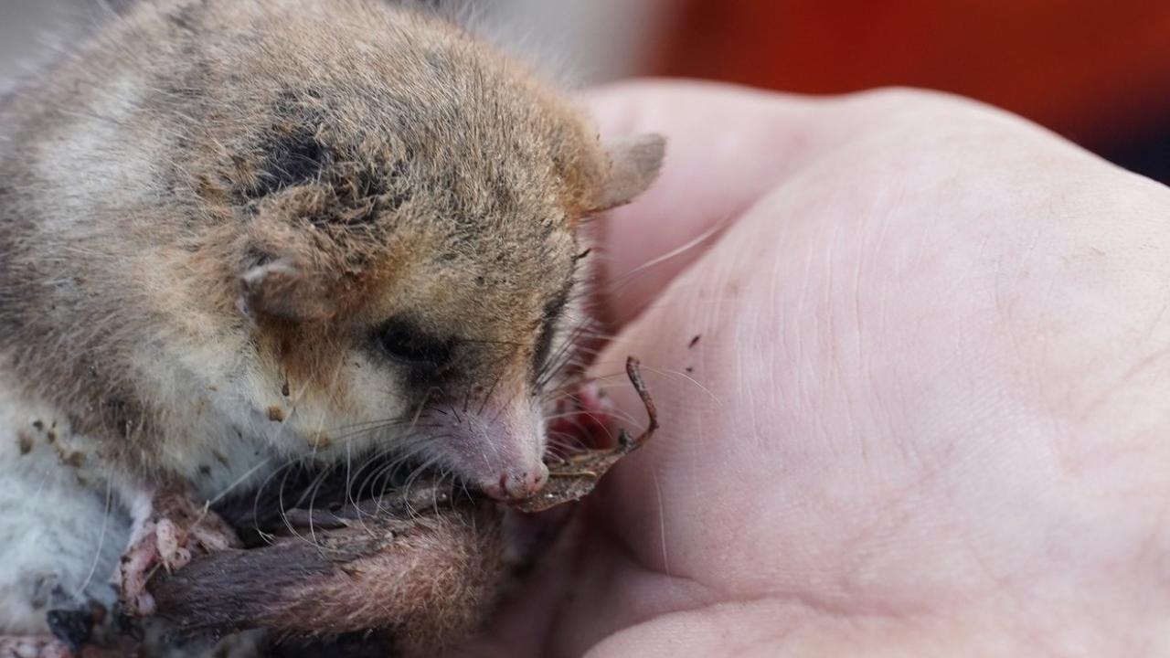 Una especie en peligro de extinción: monito del monte es encontrado entre bolsas de basura