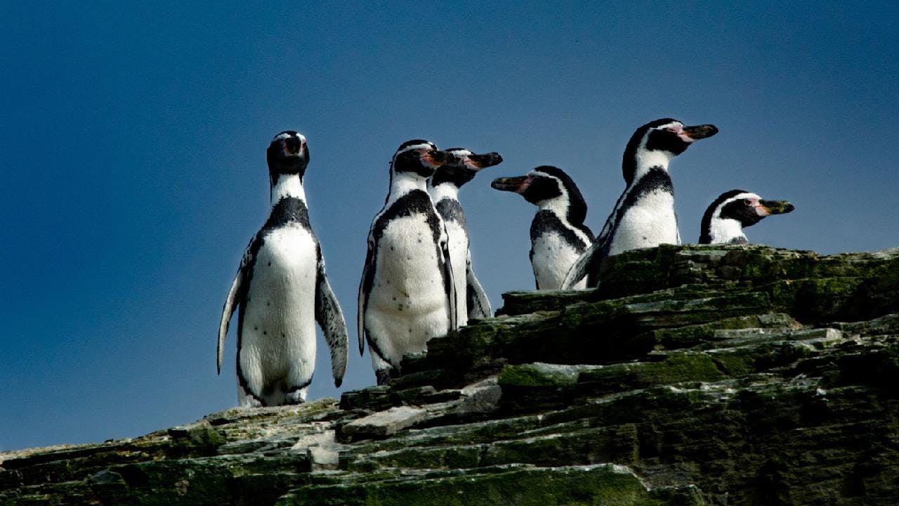 Día mundial de los pingüinos: Cinco razones para protegerlo