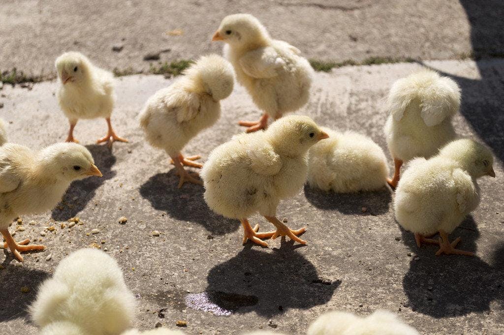 Estadounidenses comienzan a críar gallinas ante drástico aumento en los precios de los huevos