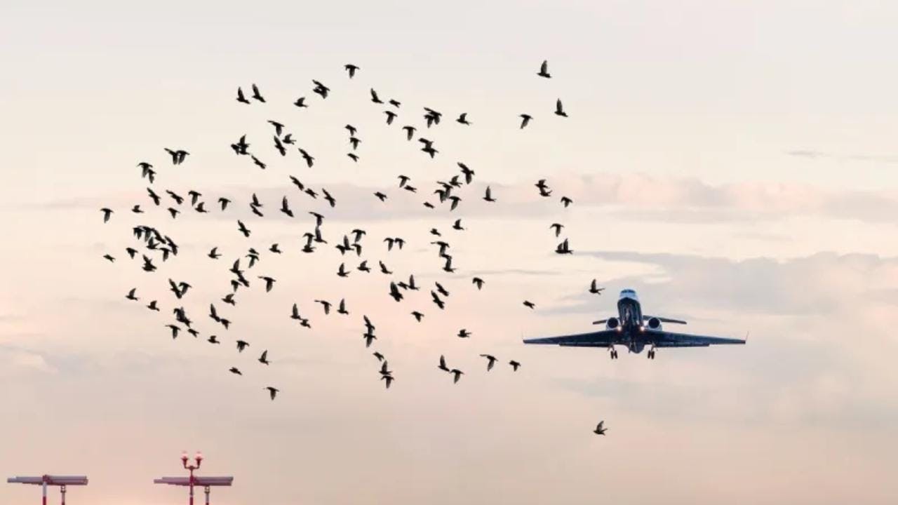Un cuarto episodio de presencia masiva de aves preocupa la estabilidad operativa en el aeropuerto de Santiago