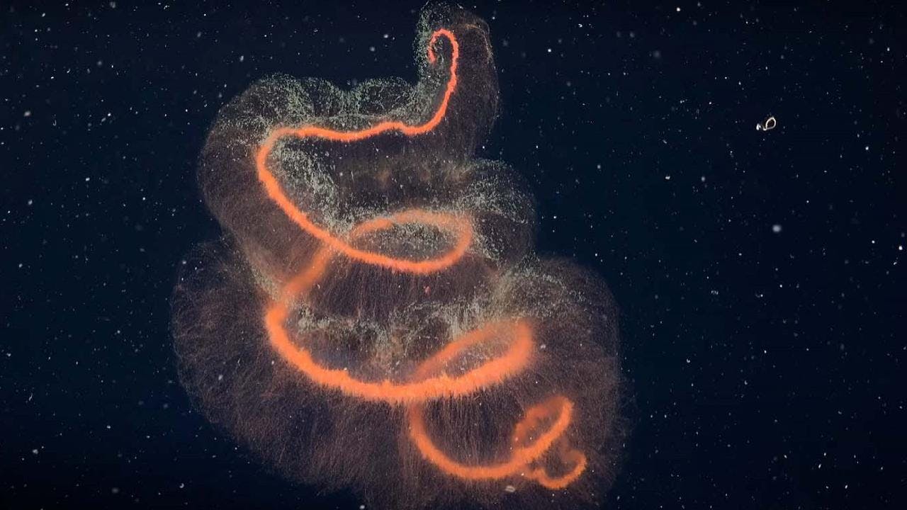 Hallan ecosistema marino intacto bajo iceberg desprendido en la Antártida: un descubrimiento que asombra a la ciencia