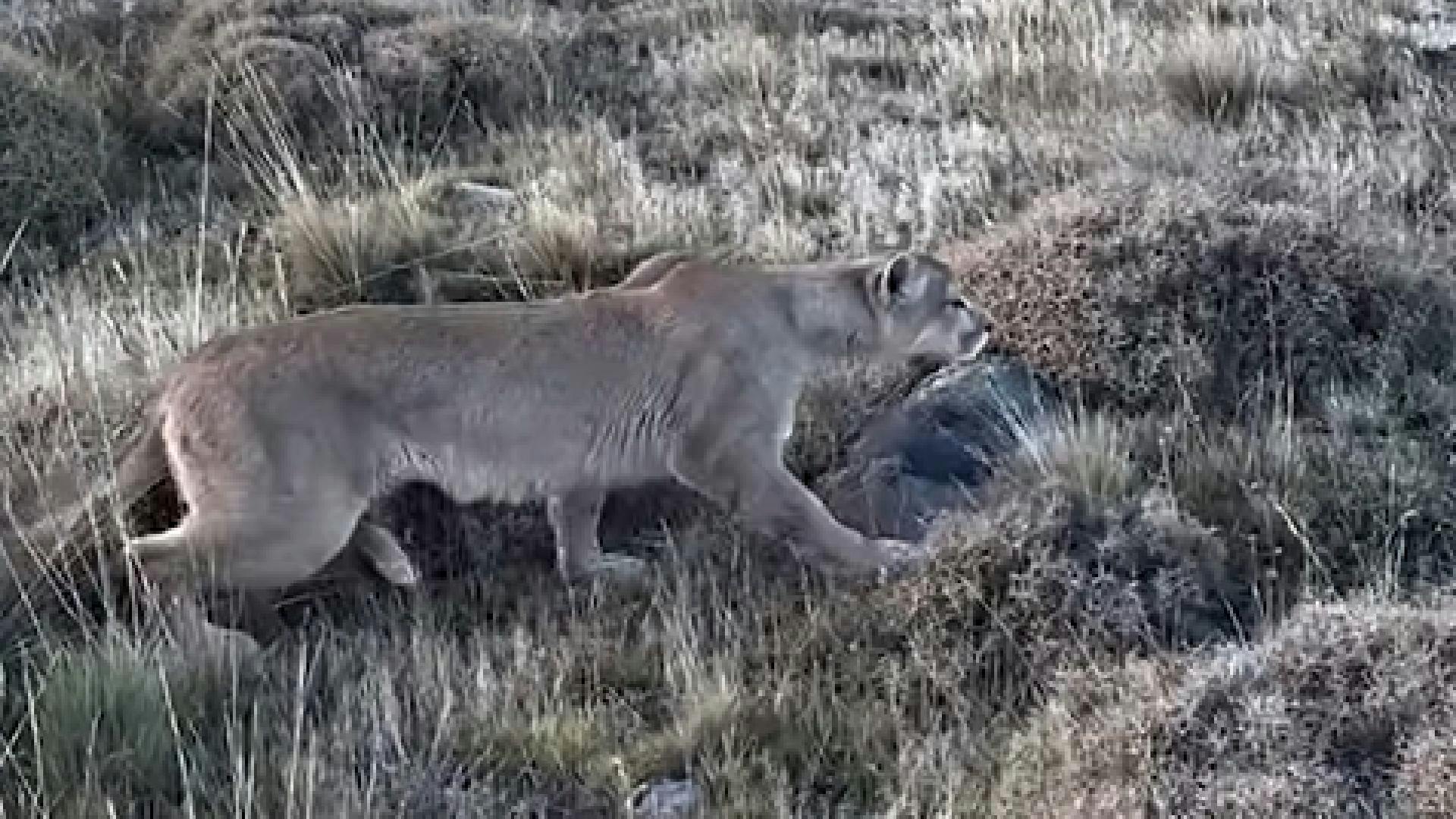 Inusual momento en Torres del Paine: puma usó a grupo de fotógrafos como camuflaje para cazar