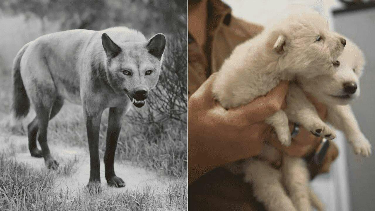 Ciencia logra resucitar al “lobo terrible” famoso por Game of Thrones, que estaba extinto hace 13 mil años