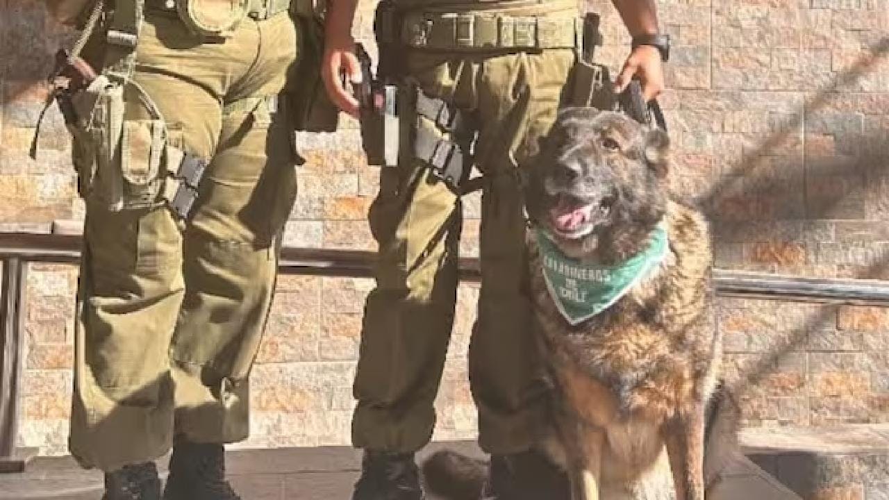Fiona, la perrita policial que detuvo a prófugo de la justicia en Quillota