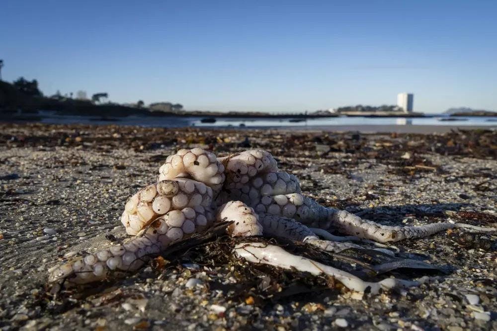 Lluvias provocan muerte masiva de pulpos en Galicia: un estudio revela su incapacidad para resistir el estrés