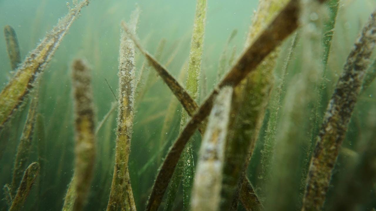 Bosques submarinos en Chile: Una posible solución para combatir el cambio climático
