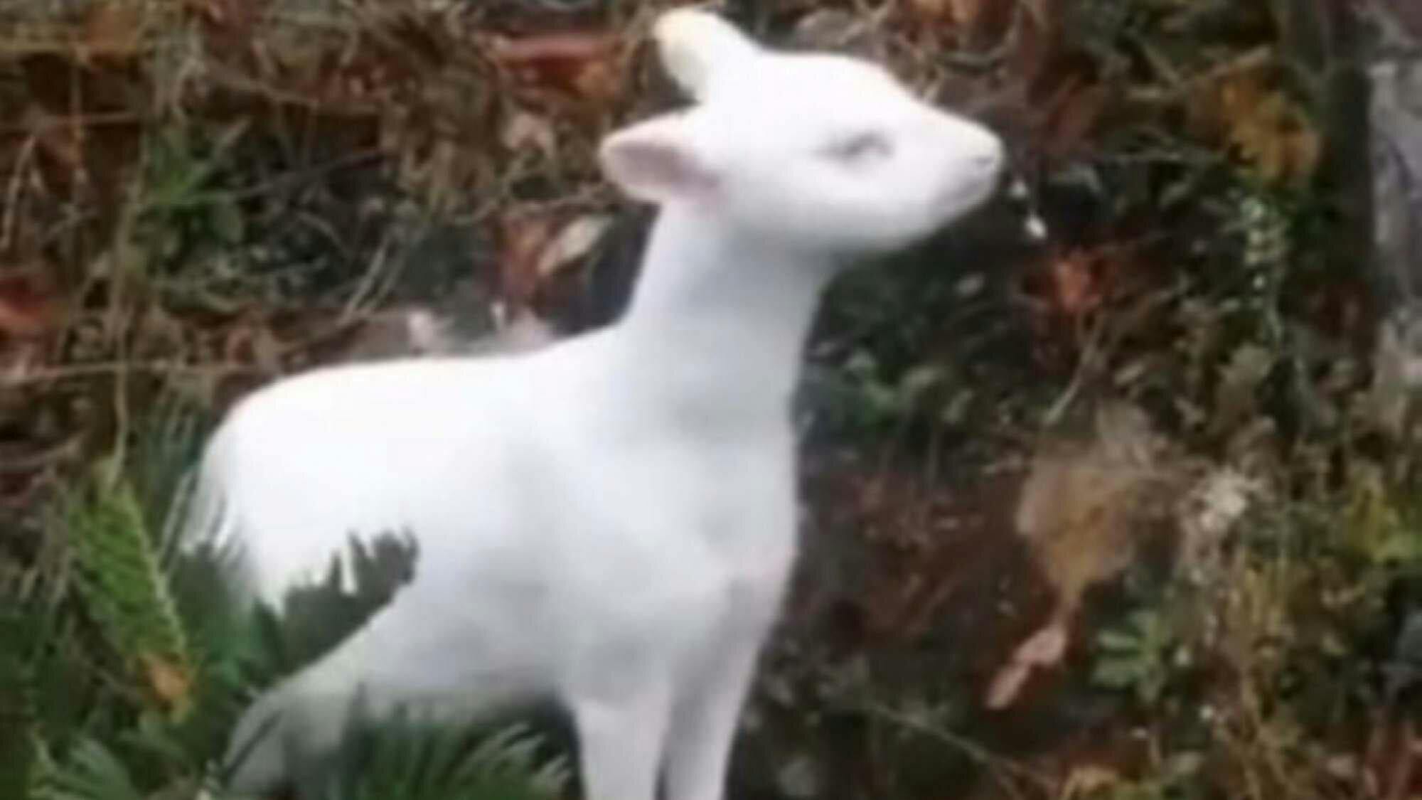 Avistan a un pudú albino en Chiloé: “Estaba tranquilo, pero muy cerca de la carretera”