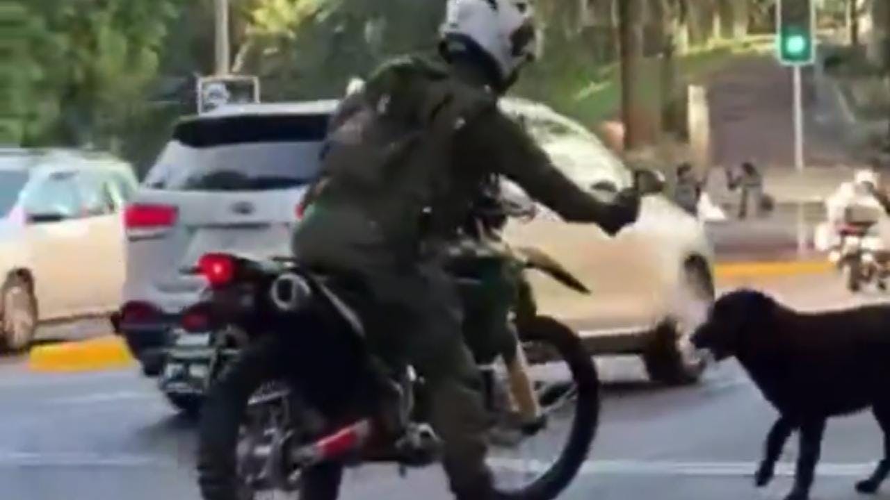 Carabinero agrede con gas a perro callejero por ladrarle: Podría recibir sanciones por la institución