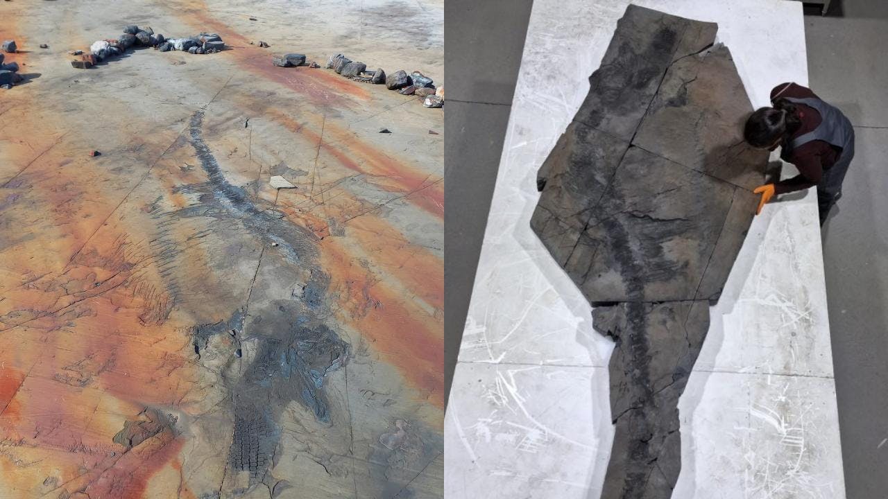 Hallazgo en la Patagonia chilena: Investigadores descubren fósil de hace 131 millones de años de una ictiosaurio preñada