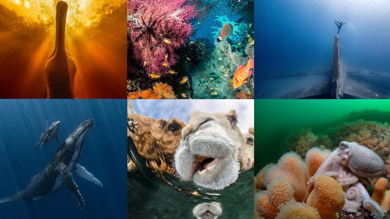 Las mejores fotos de fondo marino