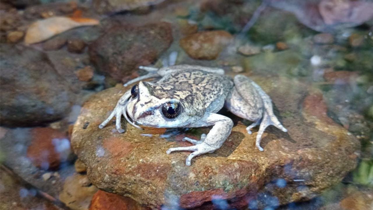 Otra especie que se creía extinta es vuelta a ver: Se trata de una ranita de La Araucanía