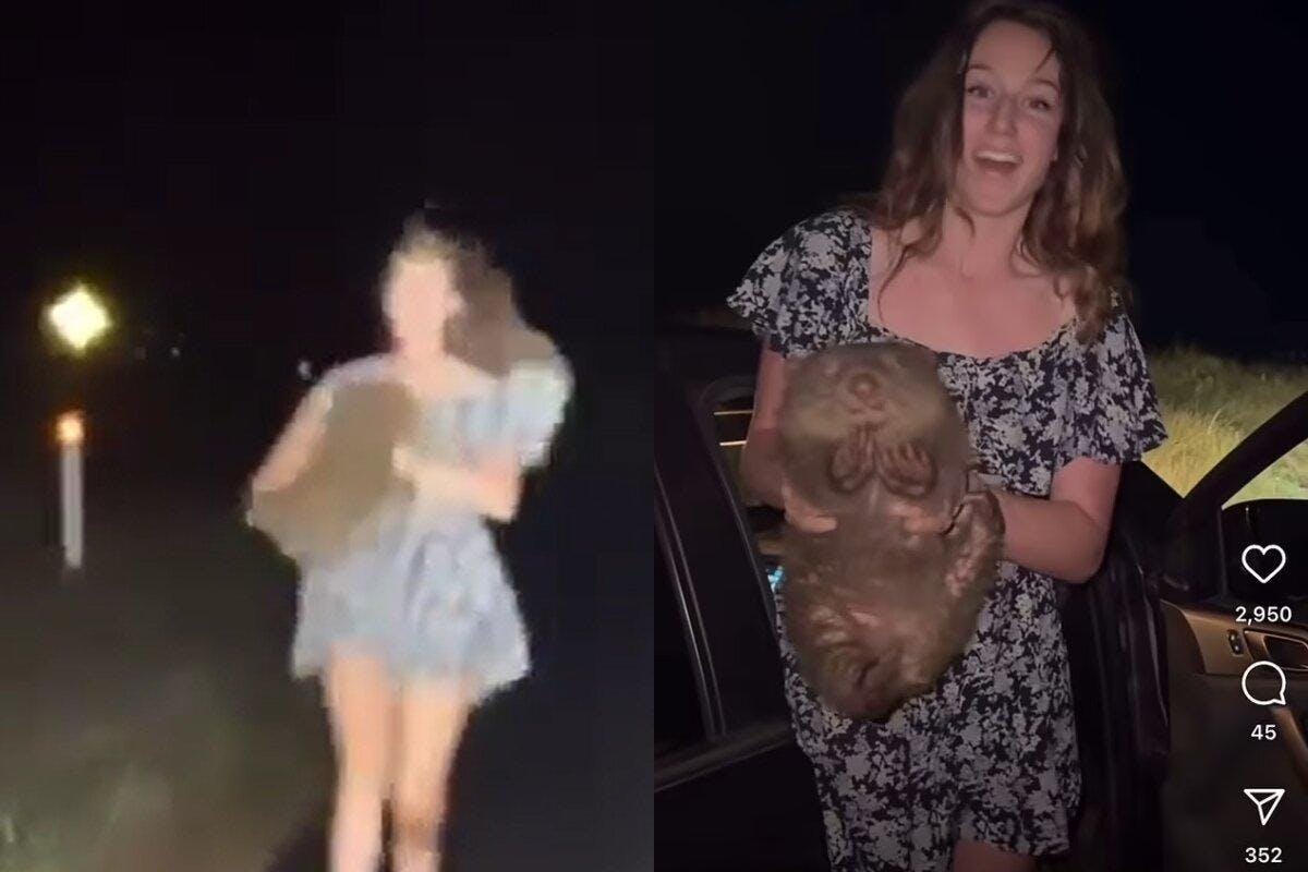 Influencer estadounidense roba cría de wombat en Australia para subirlo a redes sociales: Tras amplio repudio debió borrar el video